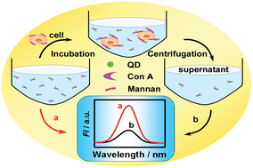 Graphical abstract: A simple fluorescent strategy for in situ evaluation of cell surface carbohydrate with a quantum dot–lectin nanoprobe