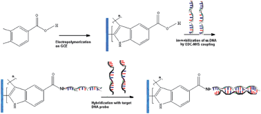 Graphical abstract: A label-free genosensor for BRCA1 related sequence based on impedance spectroscopy