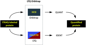 Graphical abstract: Gaining efficiency by parallel quantification and identification of iTRAQ-labeled peptides using HCD and decision tree guided CID/ETD on an LTQ Orbitrap