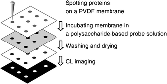 Graphical abstract: Alginic acid-based macromolecular chemiluminescent probe for universal protein assay on a solid-phase membrane