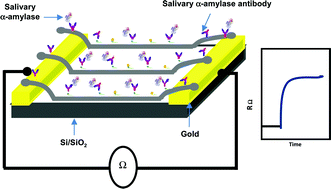 Graphical abstract: Single-walled carbon nanotube chemoresistive label-free immunosensor for salivary stress biomarkers