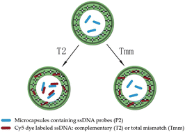 Graphical abstract: DNA hybridization induced selective encapsulation of small dye molecules in dendrimer based microcapsules