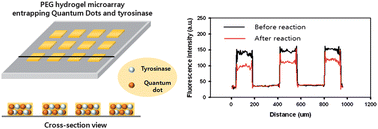Graphical abstract: Phenol biosensor based on hydrogel microarrays entrapping tyrosinase and quantum dots