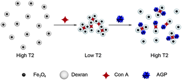 Graphical abstract: Rational strategy of magnetic relaxation switches for glycoprotein sensing