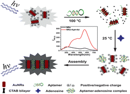 Graphical abstract: Adenosine–aptamer recognition-induced assembly of gold nanorods and a highly sensitive plasmon resonance coupling assay of adenosine in the brain of model SD rat