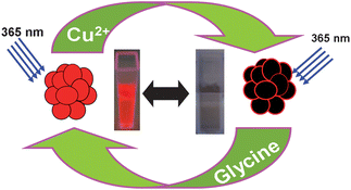 Graphical abstract: Fluorescent gold clusters as nanosensors for copper ions in live cells