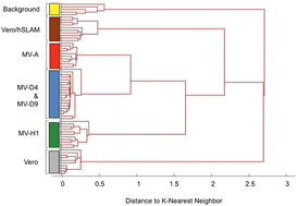 Graphical abstract: Identification of individual genotypes of measles virus using surface enhanced Raman spectroscopy