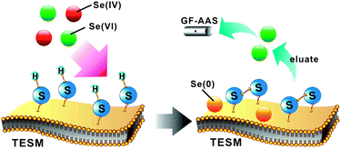 Graphical abstract: Thiolated eggshell membranes sorb and speciate inorganic selenium