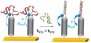 Graphical abstract: Functionalization of single-walled carbon nanotubes for direct and selective electrochemical detection of DNA