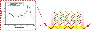 Graphical abstract: Surface-modified ZnSe waveguides for label-free infrared attenuated total reflection detection of DNA hybridization