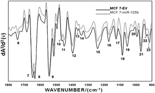 Graphical abstract: Characterization of microRNA-125b expression in MCF7 breast cancer cells by ATR-FTIR spectroscopy