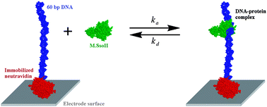 Graphical abstract: The study of the interaction of (cytosine-5)-DNA methyltransferase SsoII with DNA by acoustic method