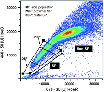 Graphical abstract: SR-FTIR spectroscopy of renal epithelial carcinoma side population cells displaying stem cell-like characteristics