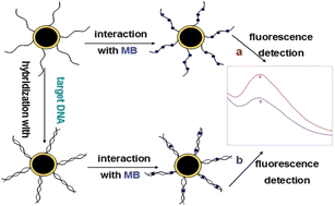 Graphical abstract: A sensitive fluorimetric biosensor for detection of DNA hybridization based on Fe/Au core/shell nanoparticles