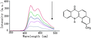 Graphical abstract: Study on interaction between a new fluorescent probe 2-methylbenzo[b][1,10]phenanthrolin-7(12H)-one and BSA