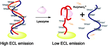 Graphical abstract: A sensitive, non-damaging electrochemiluminescent aptasensor via a low potential approach at DNA-modified gold electrodes