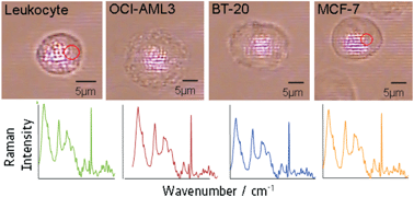 Graphical abstract: Towards detection and identification of circulating tumour cells using Raman spectroscopy