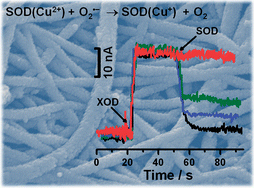 Graphical abstract: Sensitive electrochemical detection of superoxide anion using gold nanoparticles distributed poly(methyl methacrylate)–polyaniline core–shell electrospun composite electrode