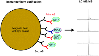 Graphical abstract: Determination of IGF-1 and IGF-2, their degradation products and synthetic analogues in urine by LC-MS/MS