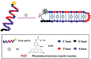 Graphical abstract: A novel single-labeled fluorescent oligonucleotide probe for silver(i) ion detection based on the inherent quenching ability of deoxyguanosines