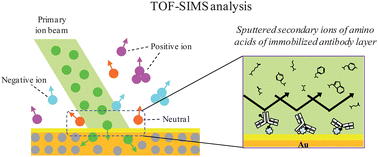 Graphical abstract: Biophysical characterization of the molecular orientation of an antibody-immobilized layer using secondary ion mass spectrometry