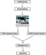 Graphical abstract: Changes in the miRNA profile under the influence of anabolic steroids in bovine liver