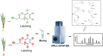 Graphical abstract: Use of isotope mass probes for metabolic analysis of the jasmonate biosynthetic pathway