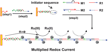 Graphical abstract: Surface-initiated DNA self-assembly as an enzyme-free and nanoparticle-free strategy towards signal amplification of an electrochemical DNA sensor