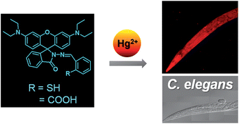 Graphical abstract: Rhodamine hydrazone derivatives as Hg2+ selective fluorescent and colorimetric chemosensors and their applications to bioimaging and microfluidic system