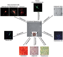 Graphical abstract: A procedure for identifying stem cell compartments with multi-lineage differentiation potential