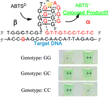 Graphical abstract: Visual SNP genotyping using asymmetric PCR and split DNA enzymes