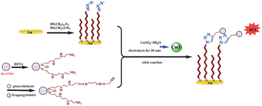 Graphical abstract: Development of ultra-high sensitive and selective electrochemiluminescent sensor for copper(ii) ions: a novel strategy for modification of gold electrode using click chemistry