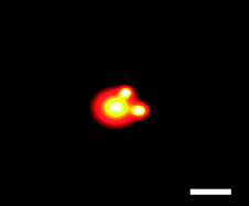 Graphical abstract: Localization imaging using blinking quantum dots