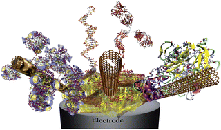 Graphical abstract: Enzymatic biosensors based on SWCNT-conducting polymer electrodes