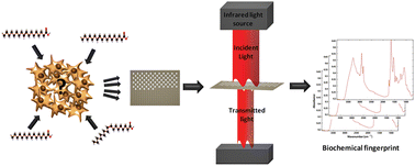 Graphical abstract: Monitoring cellular responses upon fatty acid exposure by Fourier transform infrared spectroscopy and Raman spectroscopy