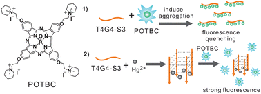 Graphical abstract: A novel cationic triazatetrabenzcorrole: selective detection of mercury(ii) by nucleic acid-induced aggregation