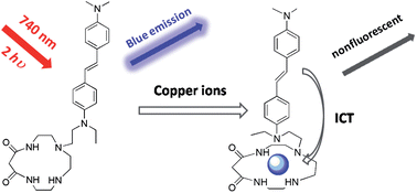 Graphical abstract: Two-photon excited fluorescent chemosensor for homogeneous determination of copper(ii) in aqueous media and complicated biological matrix