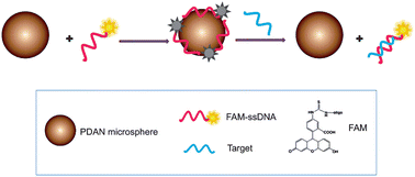Graphical abstract: Poly(2,3-diaminonaphthalene) microspheres as a novel quencher for fluorescence-enhanced nucleic acid detection
