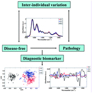 Graphical abstract: Fourier-transform infrared spectroscopy discriminates a spectral signature of endometriosis independent of inter-individual variation