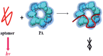 Graphical abstract: Sensitive fluorescence assay of anthrax protective antigen with two new DNA aptamers and their binding properties