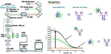 Graphical abstract: Probing the binding kinetics of proinflammatory cytokine–antibody interactions using dual color fluorescence cross correlation spectroscopy