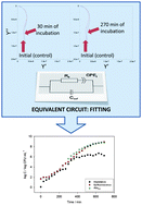 Graphical abstract: Impedimetric approach for monitoring bacterial cultures based on the changes in the magnitude of the interface capacitance