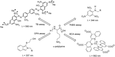 Graphical abstract: Quantification of α-polylysine: a comparison of four UV/Vis spectrophotometric methods