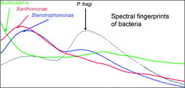 Graphical abstract: Optical fiber-based synchronous fluorescence spectroscopy for bacterial discrimination directly from colonies on agar plates