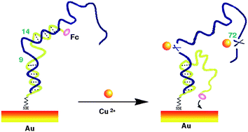 Graphical abstract: A reagentless signal-on architecture for electronic, real-time copper sensors based on self-cleavage of DNAzymes