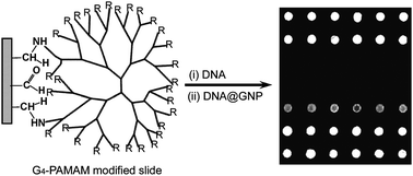 Graphical abstract: Developing oligonucleotide microarray-based resonance light scattering assay for DNA detection on the PAMAM dendrimer modified surface