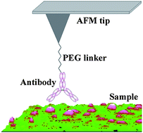 Graphical abstract: Locating the Band III protein in quasi-native cell membranes