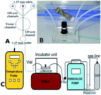 Graphical abstract: A microfluidic device for tissue biopsy culture and interrogation