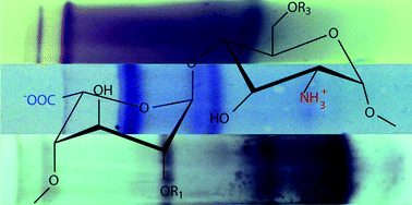 Graphical abstract: The latent ampholytic nature of glycosaminoglycan (GAG) oligosaccharides facilitates their separation by isoelectric focusing