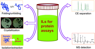 Graphical abstract: Ionic liquids in the assay of proteins